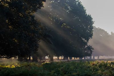 Sunlight streaming through trees in field