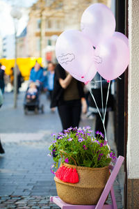 Close-up of pink flowers on potted plant in street