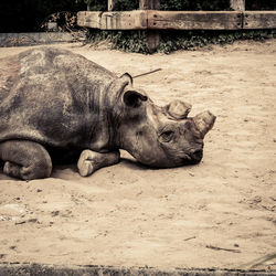 Rhinoceros in captivity