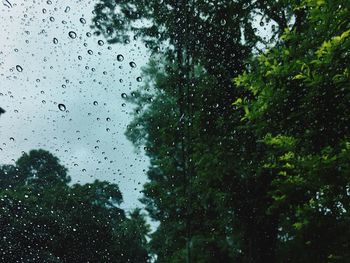 Trees against sky