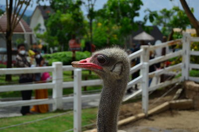 Close-up of bird