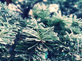 Close-up of pine tree