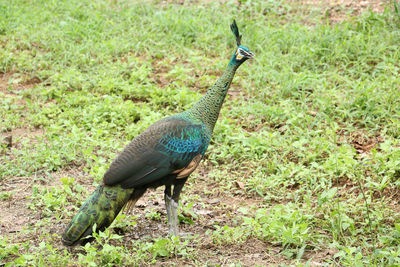 Close-up of bird on field