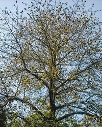 Low angle view of bare trees against sky