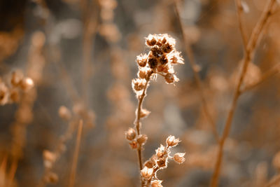 Close-up of wilted plant on field