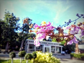 Low angle view of flower tree in city