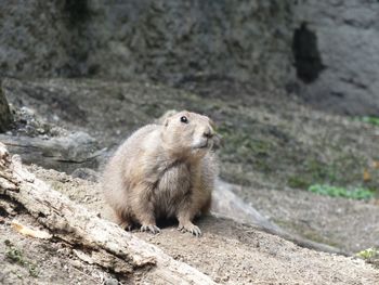 High angle view of rabbit on rock