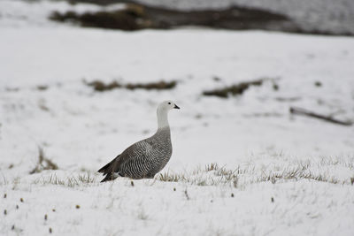 View of bird on field