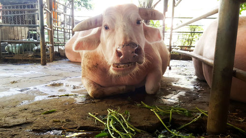 Portrait of cow relaxing outdoors