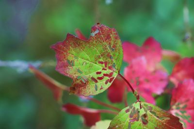 Close-up of red maple leaves on plant