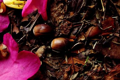 Close-up of chestnuts on ground