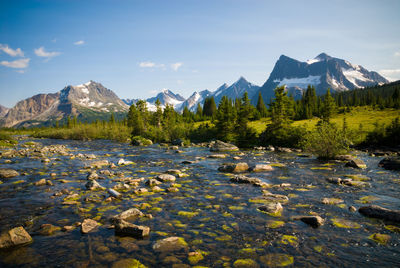 Scenic view of trees and mountains against blue sky