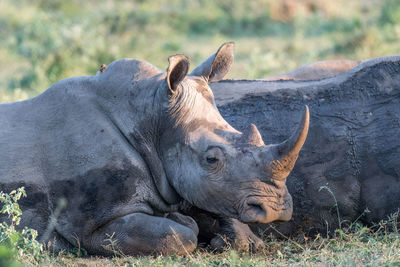 Close-up of rhinoceros lying on grassy field