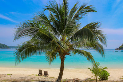 Palm tree on beach against blue sky