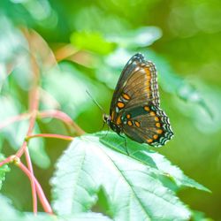 Butterfly on leaf