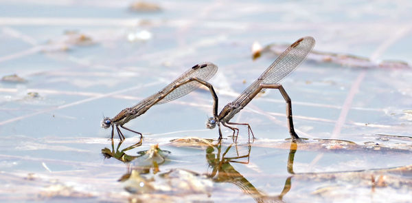 Close-up of water