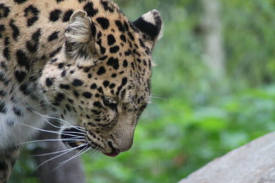 Close-up of a cat