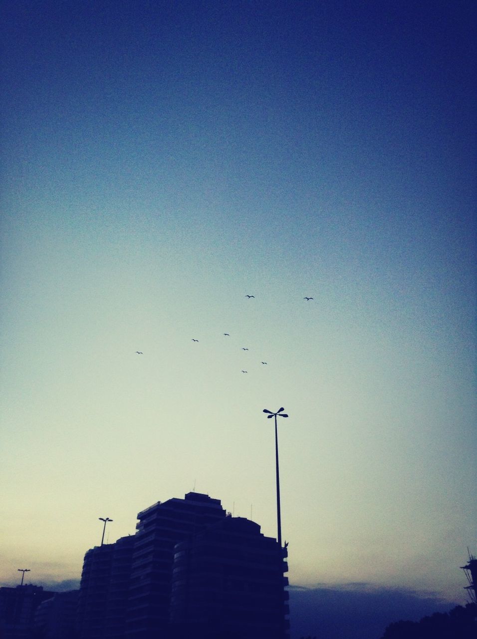 bird, flying, building exterior, animal themes, low angle view, clear sky, architecture, built structure, silhouette, animals in the wild, copy space, wildlife, blue, sunset, sky, city, one animal, outdoors, dusk, mid-air