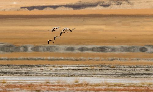 Birds flying over river