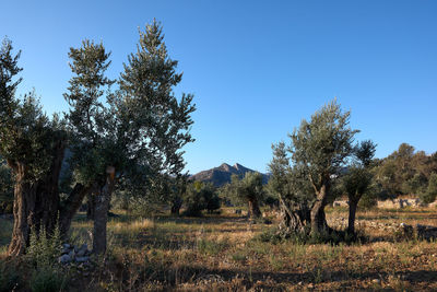 Trees on field against clear sky