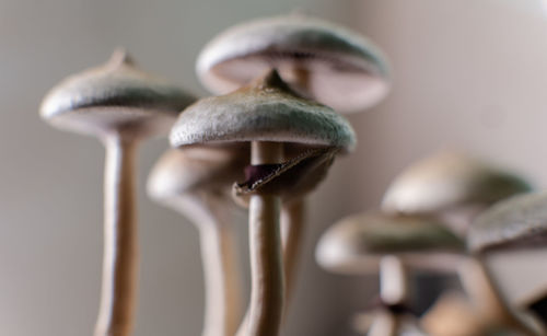 Close-up of mushroom growing on metal