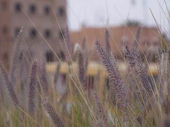 Close-up of wheat plants on field