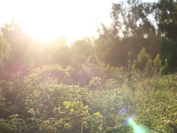 Plants and trees on field against bright sun