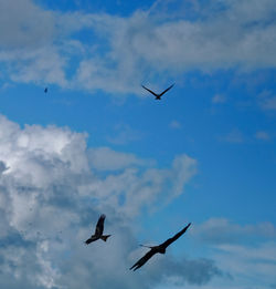 Low angle view of birds flying in sky