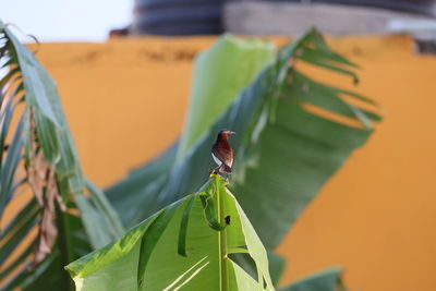 Close-up of insect on leaves