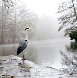 Gray heron perching on pier by lake during foggy weather