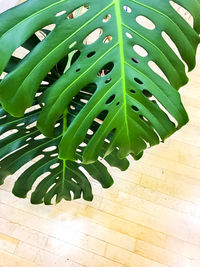 Plants growing on a tree