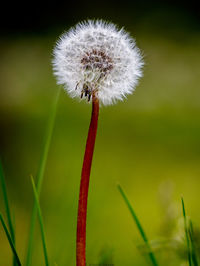 Close-up of dandelion flower on field