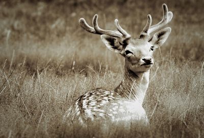 Portrait of deer