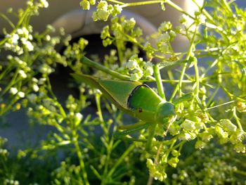 Close-up of insect on plant