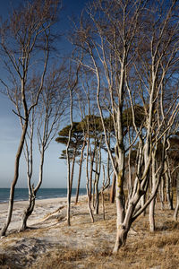 Bare trees on beach against sky