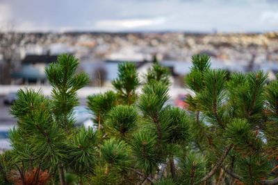 Plants and trees in city against sky