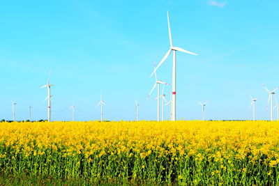 Scenic view of oilseed rape field against clear blue sky