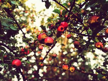 Low angle view of berries on tree