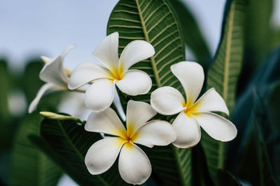 Close-up of white flowering plant