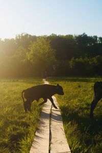 View of dog on grassy field