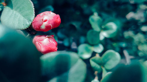 Close-up of red flower against blurred background