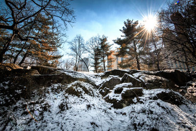 Trees on snow covered landscape