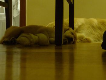 Close-up of a sleeping dog