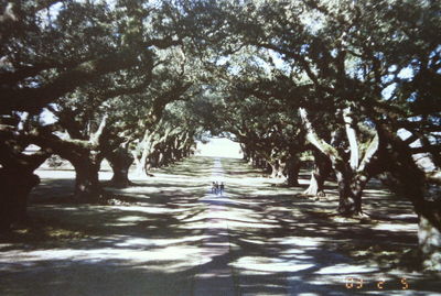 Trees in park against sky