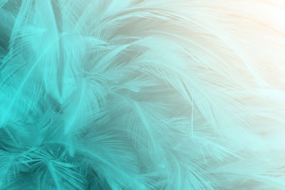 Full frame shot of feathers