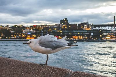 Seagull flying over river