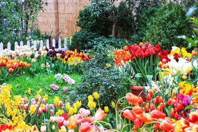 Multi colored tulips in park