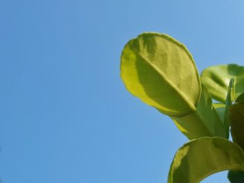 Low angle view of plant against clear blue sky