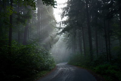 Road amidst trees in forest