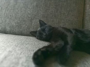 Close-up of cat sleeping on couch